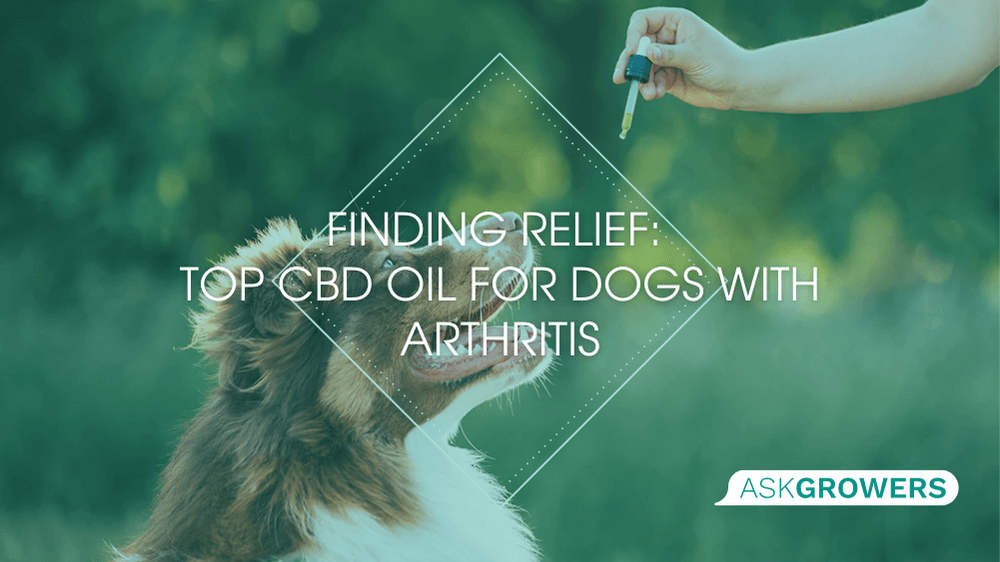 Finding Relief: Top CBD Oil for Dogs with Arthritis